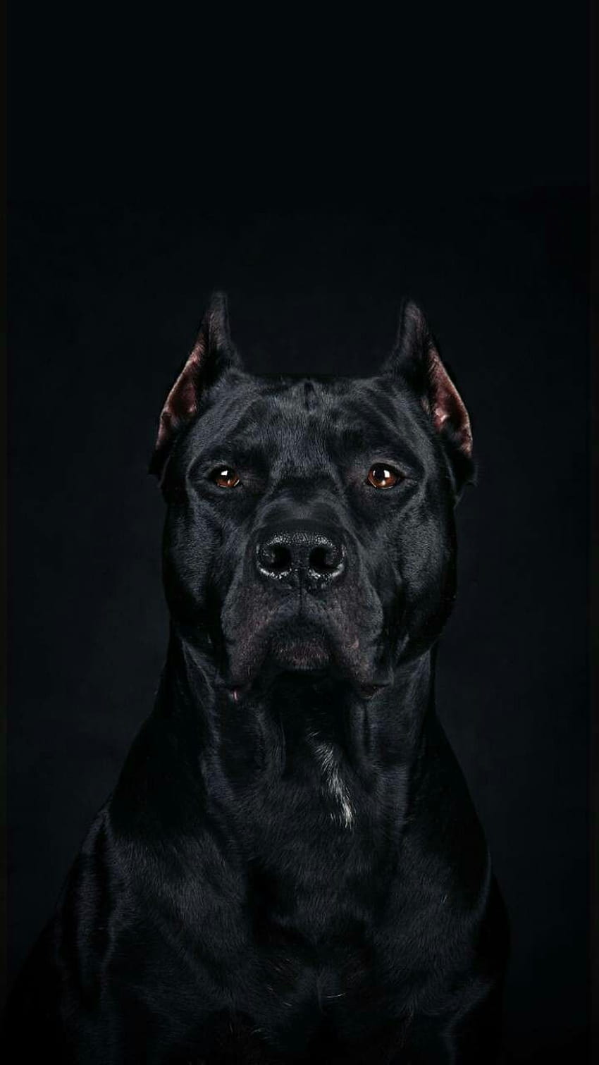 Cane Corso... Wunderschöne, gruselige Hunde HD-Handy-Hintergrundbild
