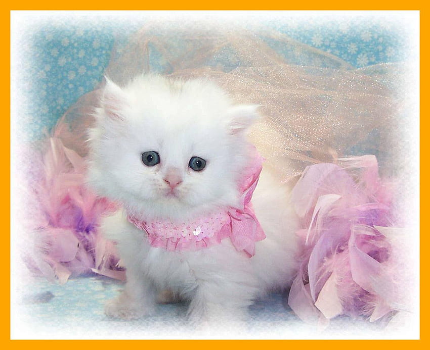 Stunning Funny Cat Ever Pics Of Cute Dp Per Facebook Trends E, carino per dp Sfondo HD