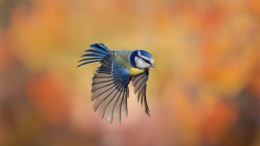 Bonito Pequeno Pássaro Voando, Fundo, X248hs, pequenos pássaros papel de parede HD