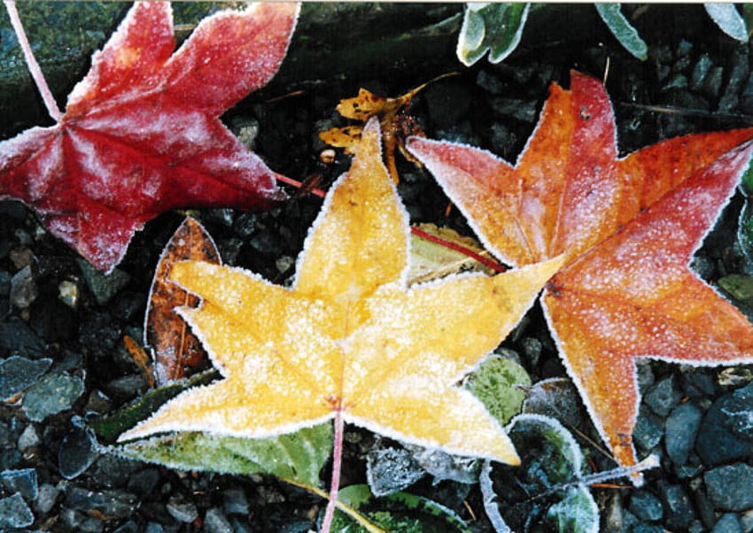 Frosting Autumn Leaves Kualitas tinggi, daun musim gugur yang beku Wallpaper HD