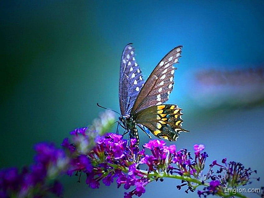 Butterfly for android High Quality, high quality butterfly HD wallpaper |  Pxfuel