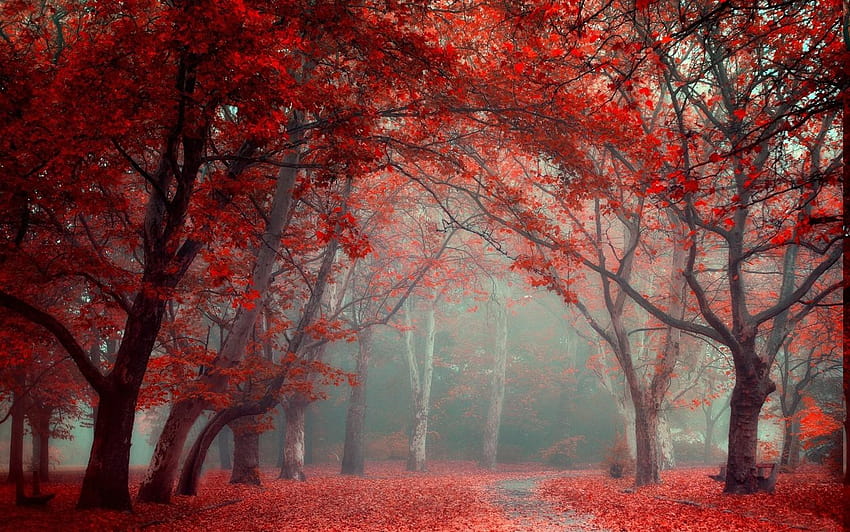 paisagem, natureza, parque, folhas, estrada, outono, árvores, névoa, túnel vermelho papel de parede HD
