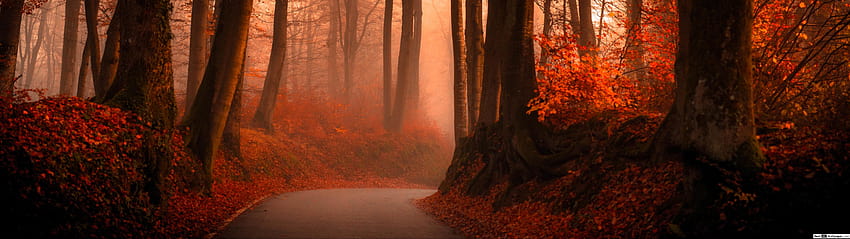 秋の森の霧の曲がりくねった道、5120x1440 秋 高画質の壁紙