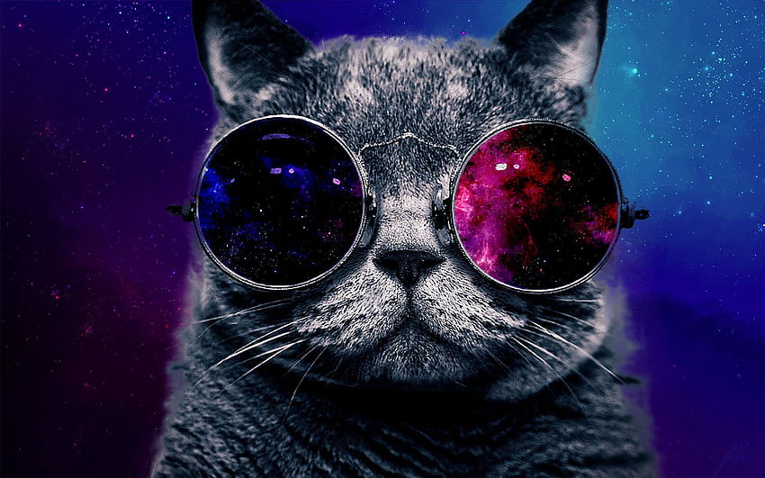 Hipster Galaxy Cat, purple cat HD wallpaper