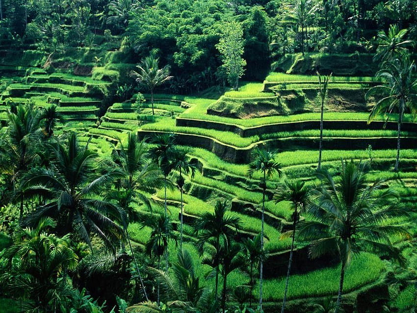 Трева: Тревна тераса Стъпки Бали Зелен пейзаж Тучни хълмове HD тапет