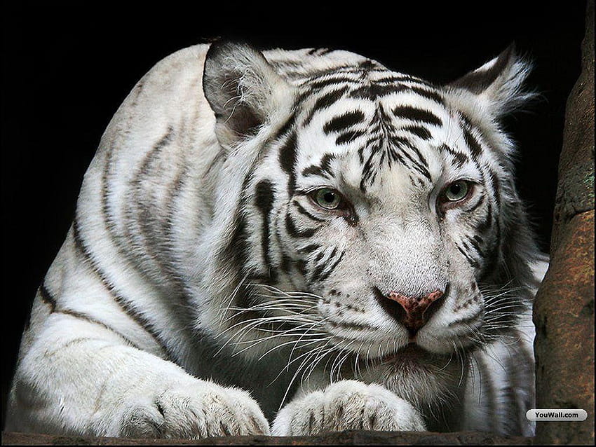 Tigre рисунок рабочего столаs Tigre formidable, bébés tigres blancs Fond d'écran HD