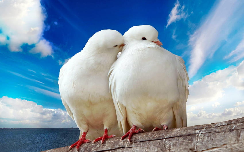 White pigeons couple HD wallpaper