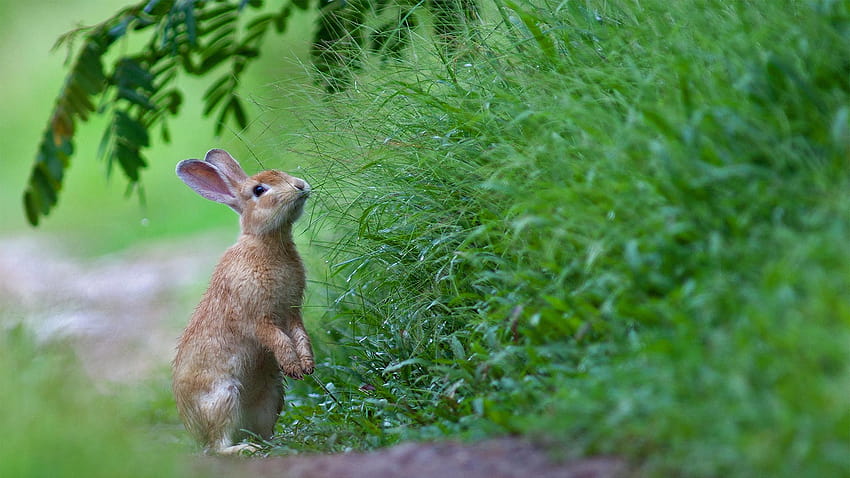Bing : The Easter Bunny's story HD wallpaper