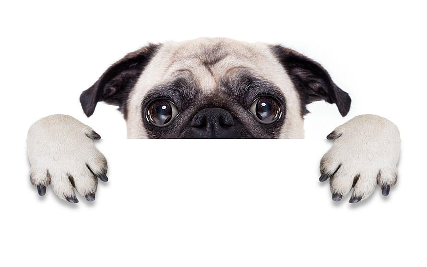 Pug Full and Backgrounds, vodafone dog mobile HD wallpaper Pug Full and Backgrounds, vodafone dog mobile HD wallpaper