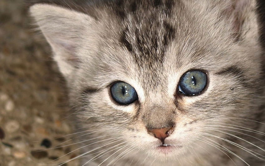 Cute Grey Kitten, kucing abu-abu yang lucu Wallpaper HD
