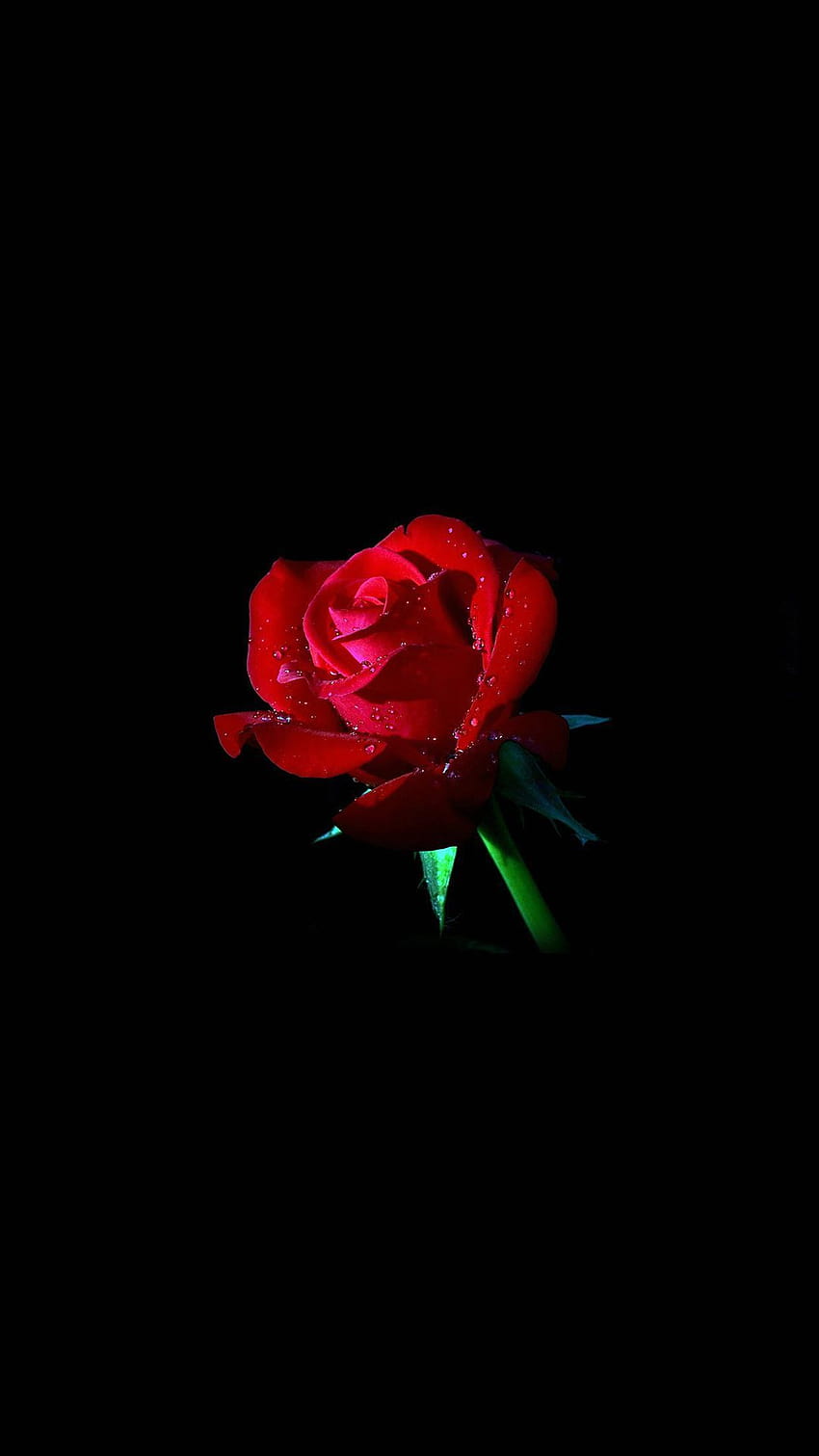 Elegant Dew Rose In Dark iPhone 8, единична роза в тъмнината HD тапет за телефон