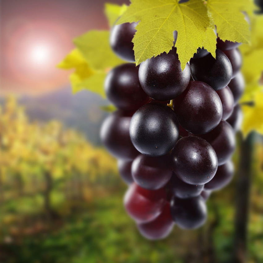 Purple Grapes , Backgrounds HD phone wallpaper | Pxfuel