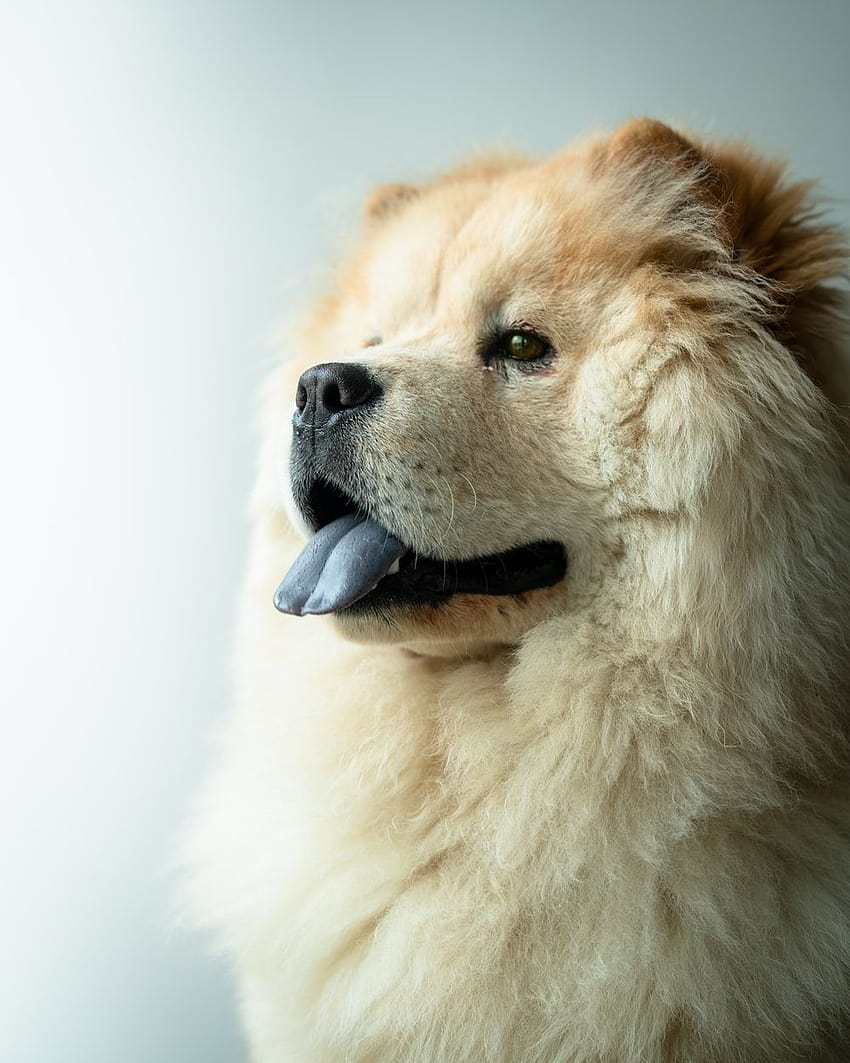 dog sticking it's tongue out – Animal, chow chow iphone HD phone wallpaper