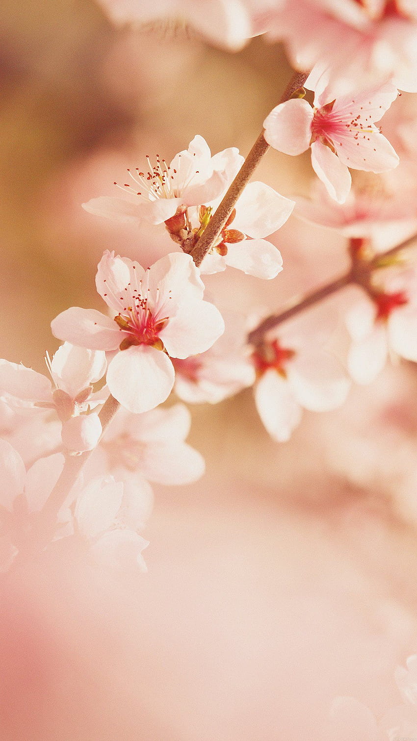 Spring Flower Sullysully Cherry Blossom Nature Android, cherry blossom ...