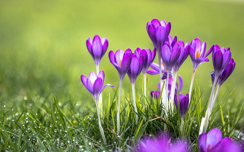Purple Flowers Crocus: 13, lila Krokusse HD-Hintergrundbild