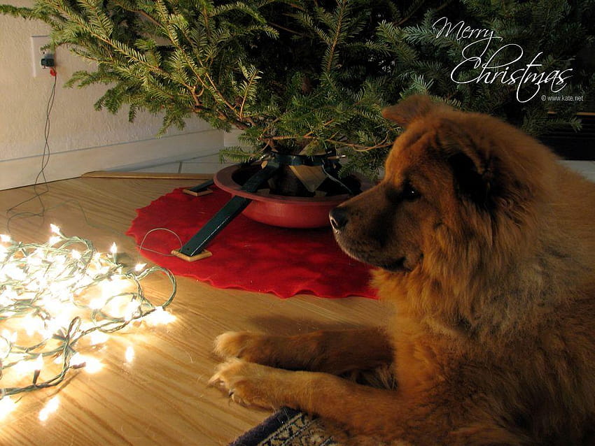Christmas by Kate, dogs in lights HD wallpaper