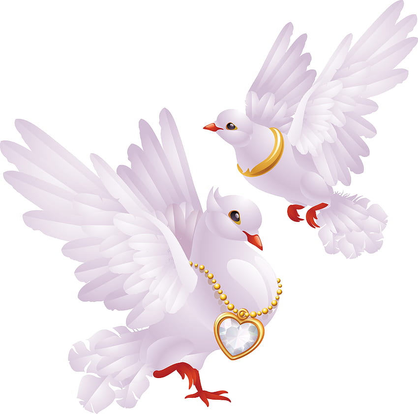 Weiße Tauben PNG HD-Hintergrundbild