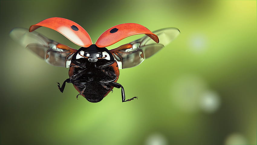Ladybugs Flight Animals Closeup, ladybird beetle HD wallpaper
