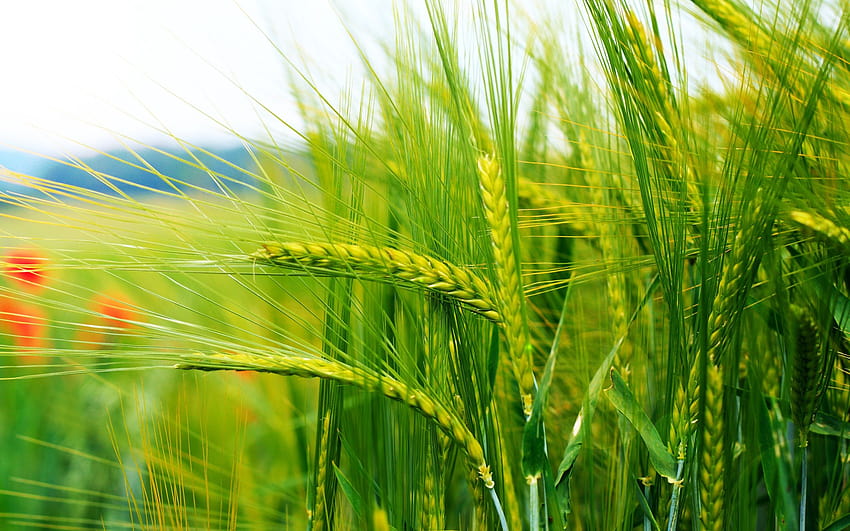 Grains stalks bokeh close HD wallpaper