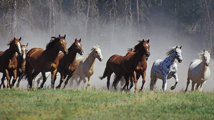 Seven Running Horses iPhone 7 / iPhone 8, 7 cavalos papel de parede HD