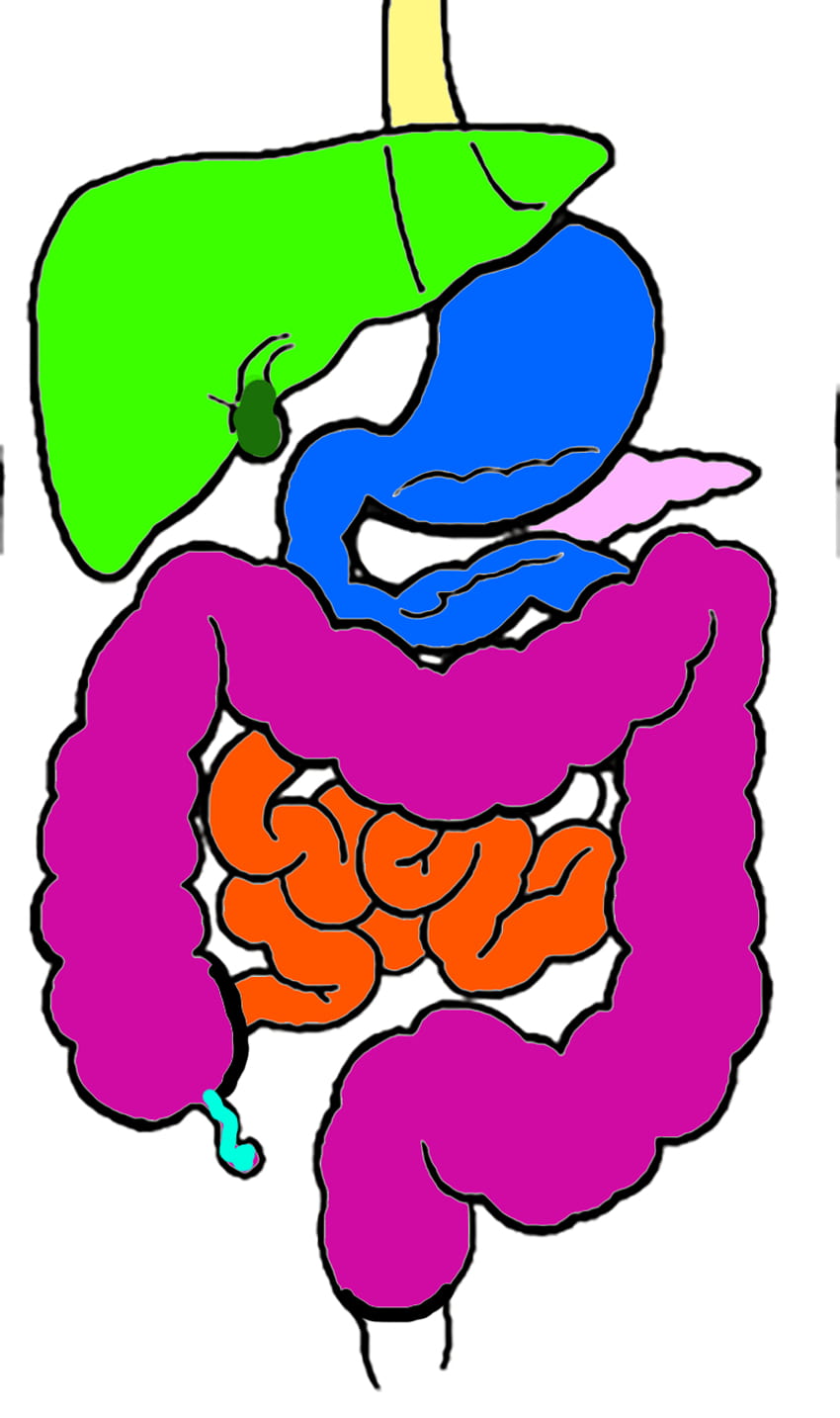 Le Système Digestif Coloration Anatomy And Physiology Answers Fond d'écran de téléphone HD