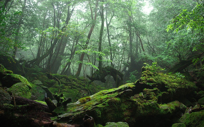 Moosiger dunkler Wald, moosiger Wald HD-Hintergrundbild