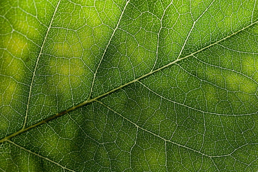 leaf textures HD wallpaper