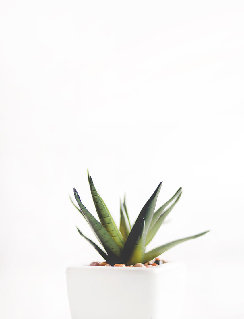 White Plant, roślinna estetyczna równina Tapeta na telefon HD
