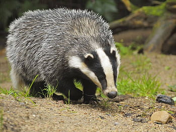 Animal badger HD wallpapers