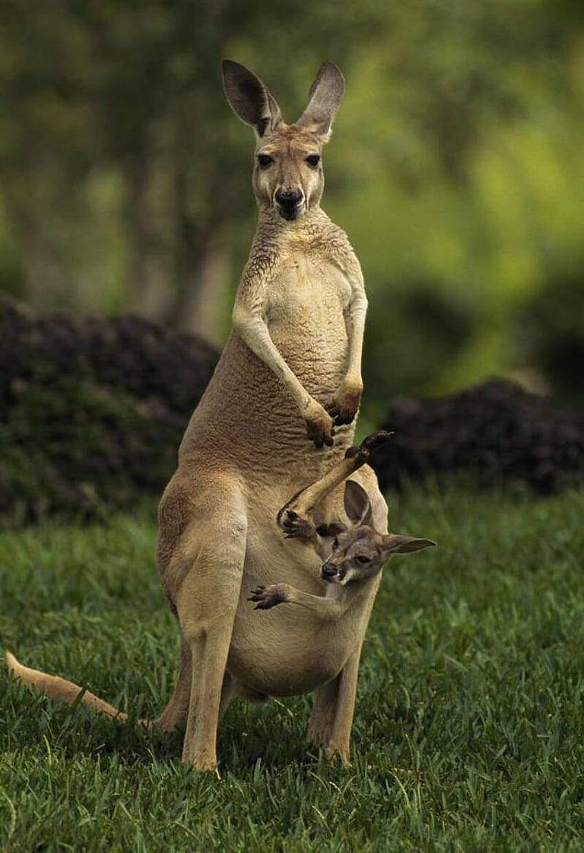 Animales hermoso canguro de Australia fondo de pantalla del teléfono
