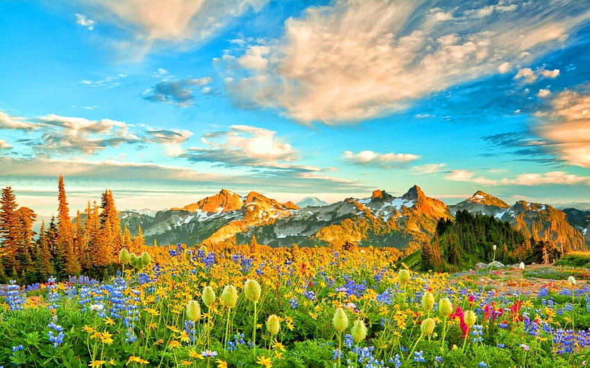 Kwiaty w wiosennych górach i tłach Tapeta HD