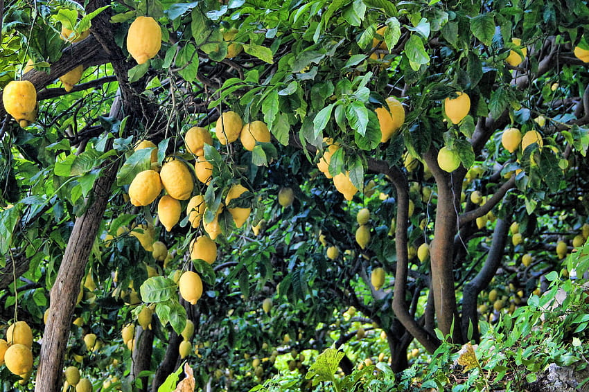 2 Lovely Lemon Tree for ...loud HD wallpaper