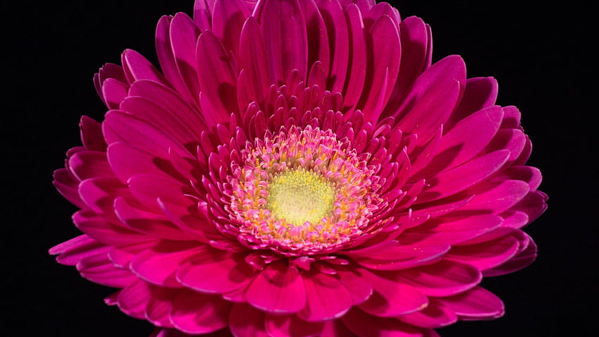 Gerbera rosa, margarita, flores fondo de pantalla | Pxfuel