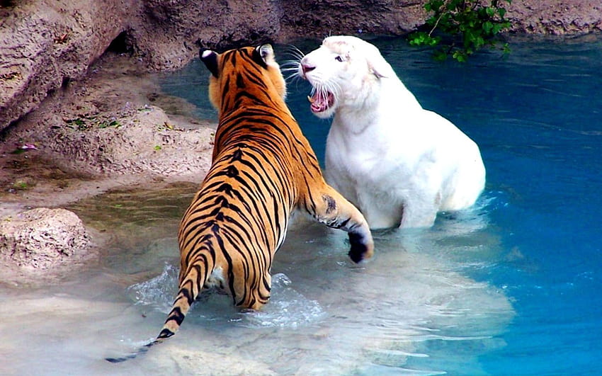 animals tigers fight white tiger 1920x1200 High, tiger wildlife artwork HD wallpaper
