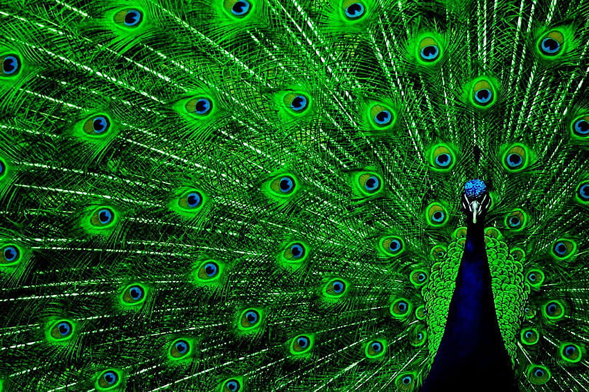 Blue and green feathers HD wallpaper