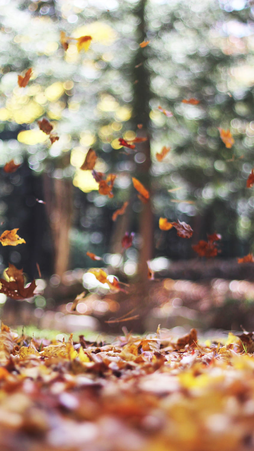 4 Amazing Fall Backgrounds For iPhone, aesthetic vintage autumn HD phone wallpaper