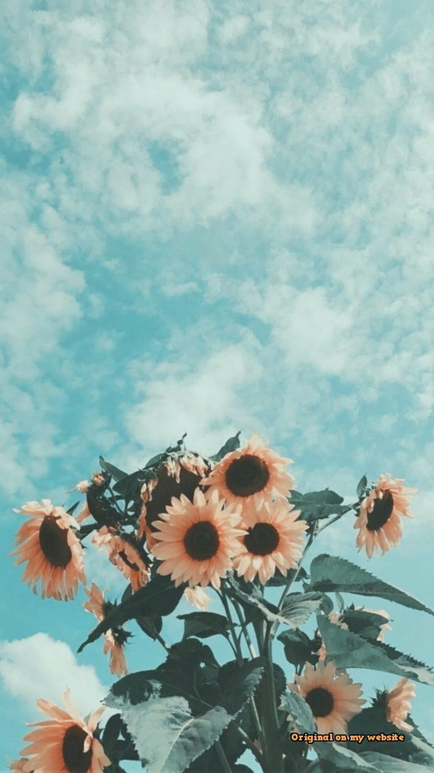 Pin on Iphone, clouds sunflower aesthetic HD phone wallpaper | Pxfuel