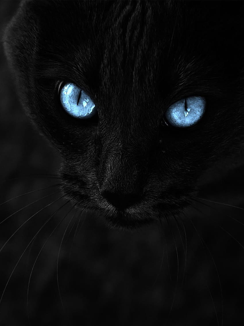 青い瞳の黒猫ピュアウルトラ、キャットアイアンドロイド HD電話の壁紙