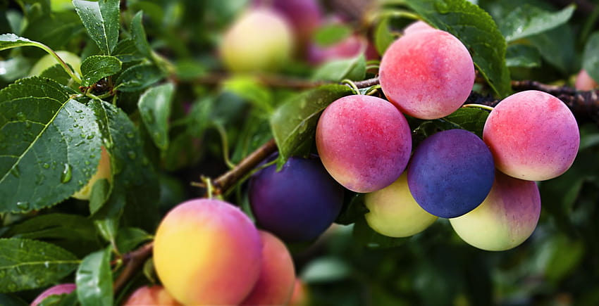 plum, plum eropa, buah, tanaman, plum kuning liar, pohon buah, makanan, pohon, bunga, pangkas, tanaman berbunga, buah plum Wallpaper HD