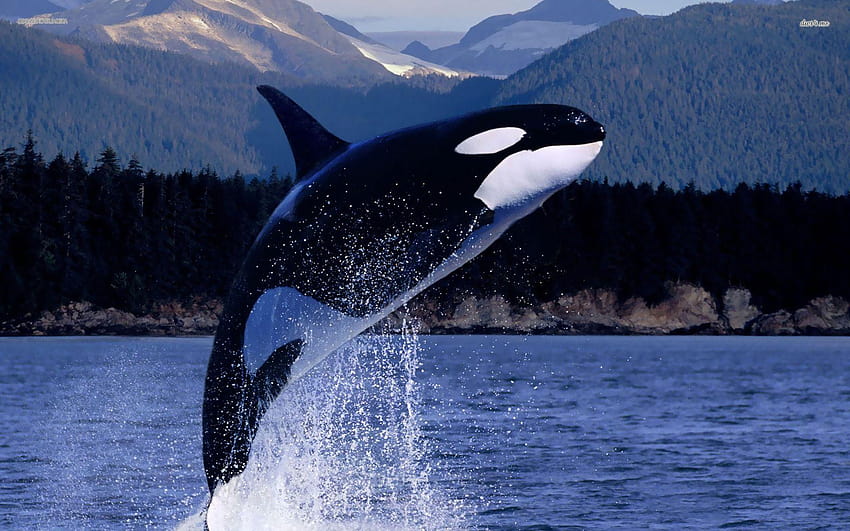 orche assassine Sfondo HD
