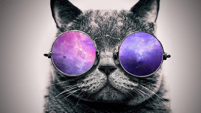 Gato con gafas de sol, gato con gafas fondo de pantalla
