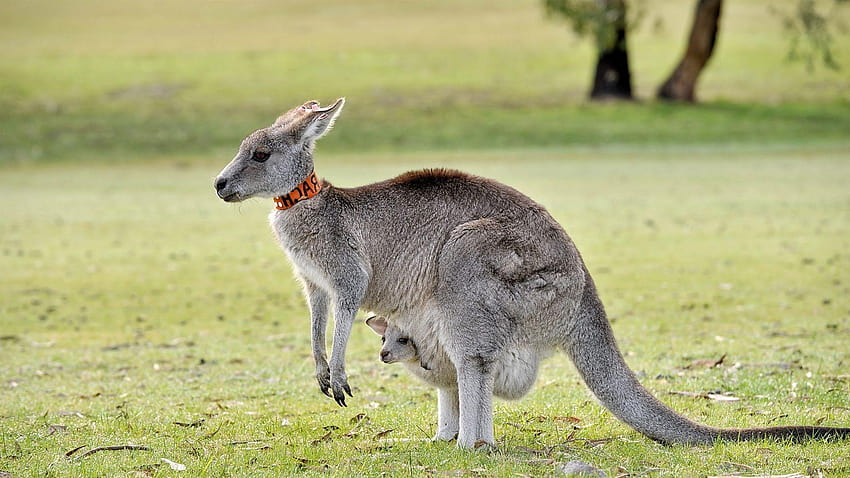 Kanguru Kualitas Tinggi, kanguru Wallpaper HD
