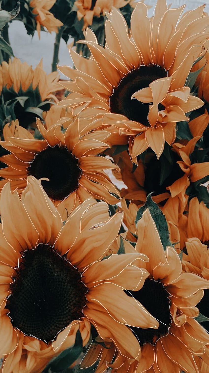 Yellow Sunflower Aesthetic Edit HD phone wallpaper