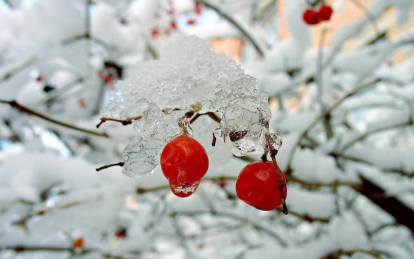 Nature winter red berries rose hips snow bushes, winter bushes HD wallpaper