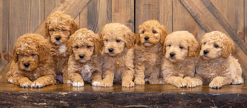 A Complete Guide to Potty Training Your Goldendoodle, goldendoodle puppies HD wallpaper
