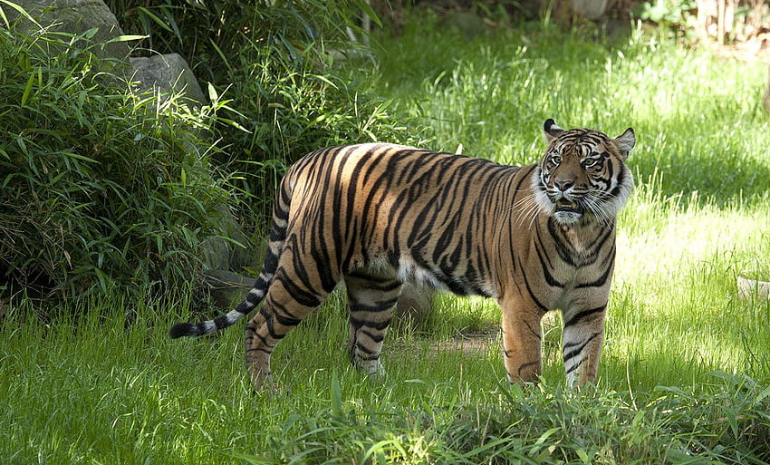 Animal Tiger, sumatran tiger HD wallpaper | Pxfuel