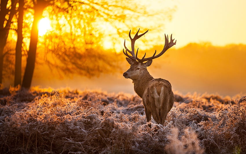 red deer HD wallpaper