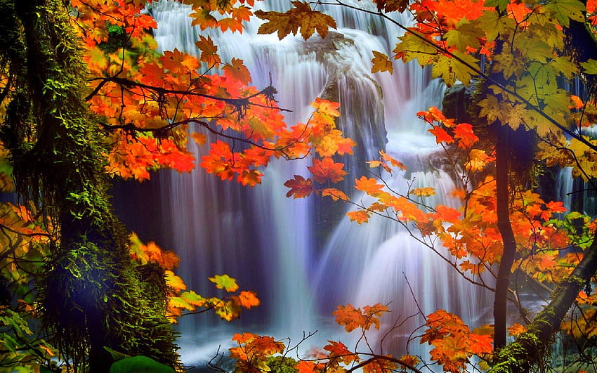 アトラクション, で, 夢, 木, 自然, 秋, 葉, 美しい, 滝, 風景, 愛, 4, 季節, 創造的です, 事前に作成された, 色, 見事な, 滝, 風景, 秋 / そしてモバイルの背景, 秋の自然の滝 高画質の壁紙