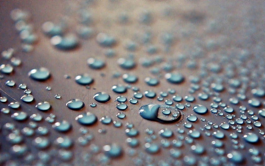 : water, drop, rain, flower, petal, macro, blue, water drop focus HD wallpaper