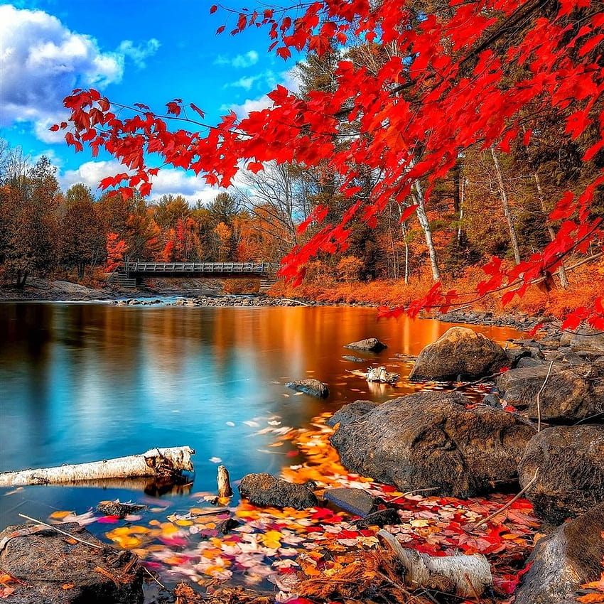 Natur Herbst rote Blatt ruhig Seenlandschaft iPad Air/Pro Fond d'écran de téléphone HD